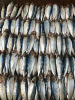 Fischfang auf dem Markt in Negombo, Sri Lanka