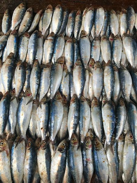 Vissen op de markt in Negombo, Sri Lanka van Lifelicious