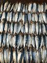 Vissen op de markt in Negombo, Sri Lanka van Lifelicious thumbnail