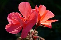Een geranium met tegenlicht