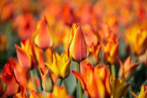 Oranje tulpen