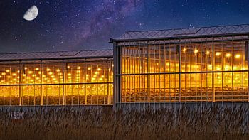 A Westland greenhouse with growing light against a starry sky with moon