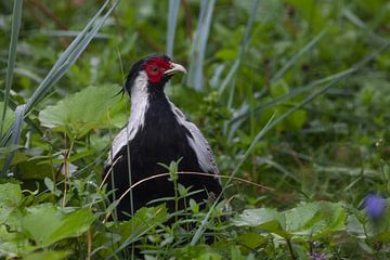Breedstaartfazant, Lophura of fazantenkip in groen gras, zwart-witte vogel met rode snuit en witte s van Michael Semenov