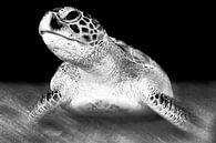 Zeeschildpad in zwart-wit van Filip Staes thumbnail