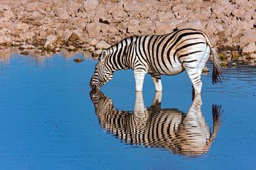 Zebra's bij de waterpoel in Namibië van Roland Brack