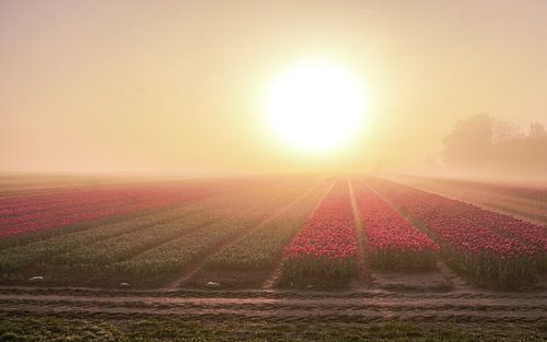 Sonnenaufgang auf dem Tulpenfeld