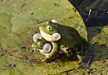 Grenouilles sur Silvia Nijholt