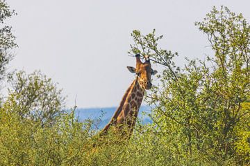 A Giraffe on safari in South Africa by Lizanne van Spanje