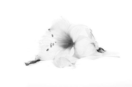 Het einde van een amaryllisbloem