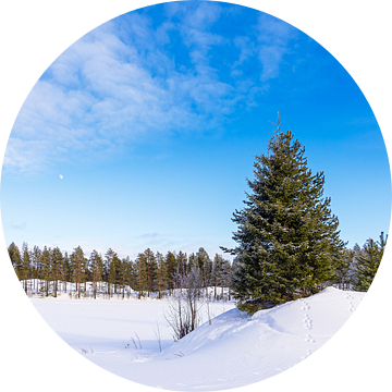 Landschap met sneeuw en bomen in de winter in Kuusamo, Finland van Rico Ködder