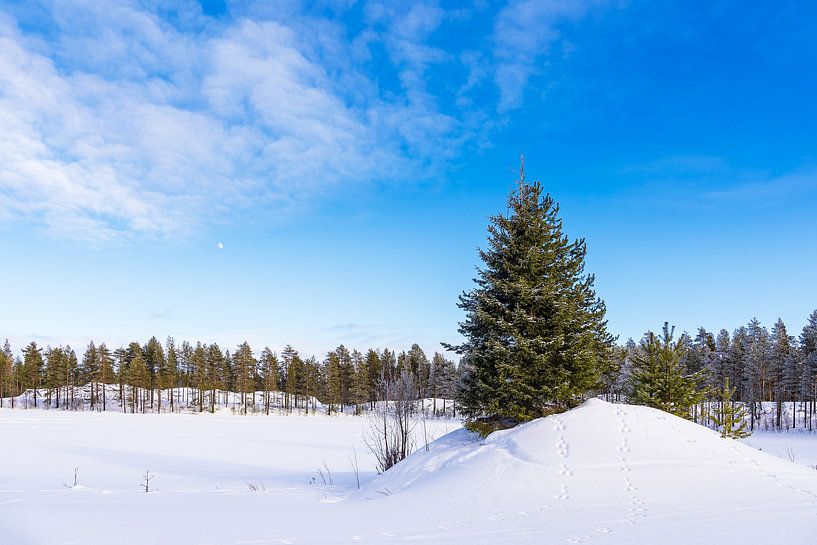 Landscape with snow and trees in winter in Kuusamo, Finland by Rico Ködder