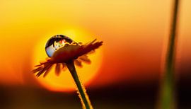 Bloemen met zonsondergang