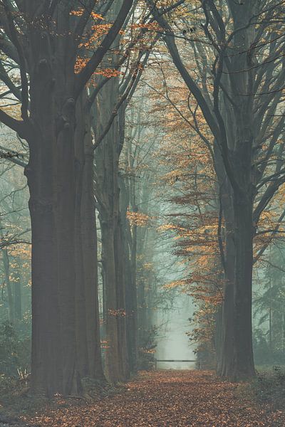 Forest avenue in autumn colours by Rik Verslype