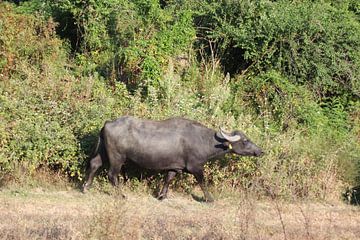 Waterbuffels op het land - Meer van Kerkini