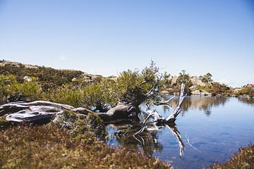 Mount Field: Juweel van Tasmanië's Wildernis van Ken Tempelers