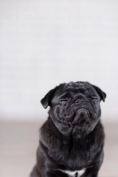 Mops Puck von Janine Bekker Photography