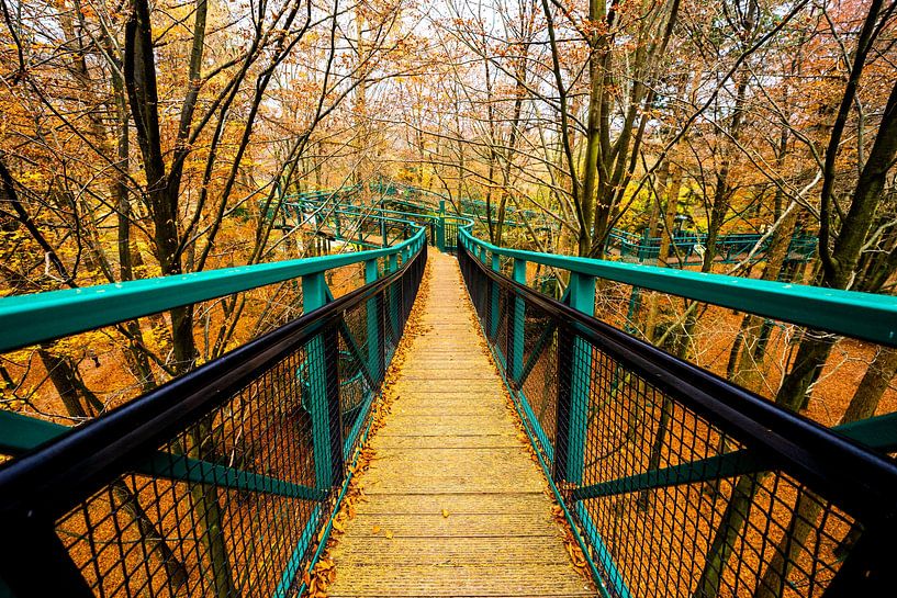 Lines through the forest by Jolien fotografeert