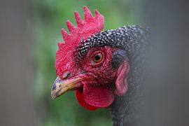 Poulet Amrock