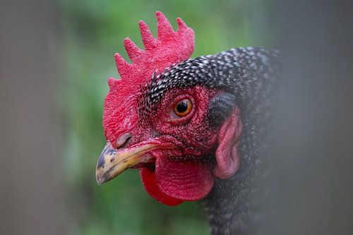 Amrock chicken