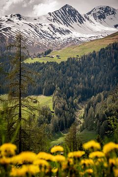 Sneeuw en bloemen in de Zwitserse bergen van Dafne Vos