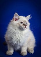 Pluizige Ragdoll kitten voor een donkerblauwe achtergrond 