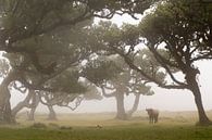 Sprookjesbos op Madeira island van Paul Wendels thumbnail