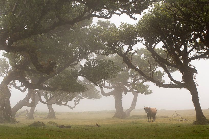 Sprookjesbos op Madeira island van Paul Wendels