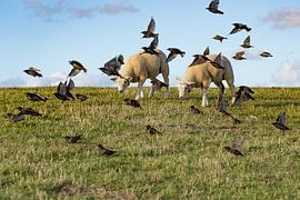 Schapendijk von Bart Houx