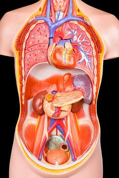 Menselijk torsomodel met interne organen geisoleerd op zwarte achtergrond