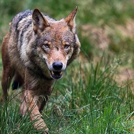 wolf loopt door het gras by jan van Welt
