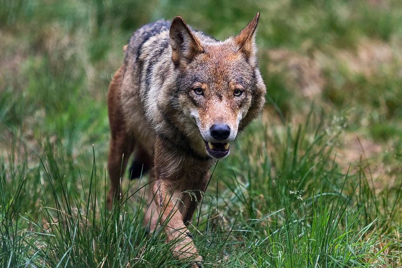 wolf loopt door het gras van jan van Welt