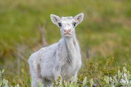 Rendier kalf van Harry Punter