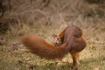 Écureuil dansant sur bart dirksen