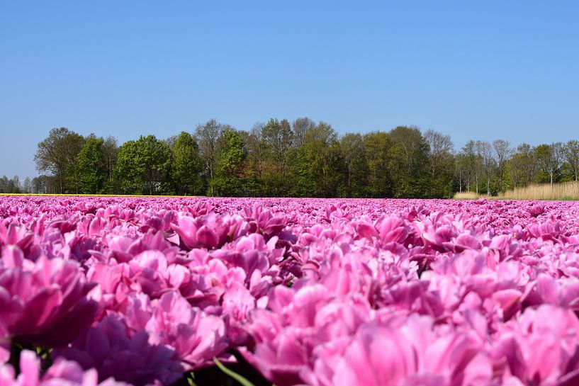 Een roze tulpenveld van Gerard de Zwaan