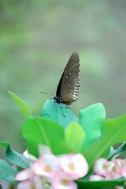 so close by Gerard Stokhuyzen