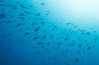 Underwater scene Bonaire.