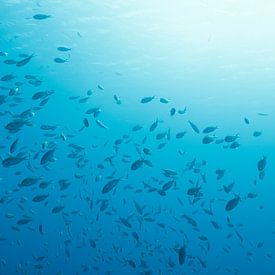 Sous l'eau Bonaire. sur Vanessa D.