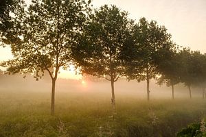 Baumreihe im Morgennebel von Johan Vanbockryck