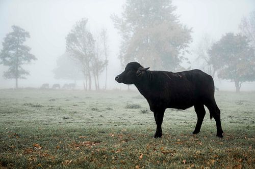 Eenzaam Silhouet in de Ochtendmist Buffel