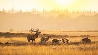 Herd