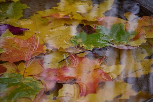 Herfstblad in een plas water