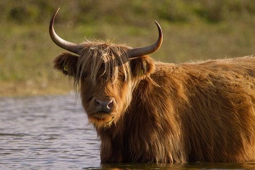 Scottish Highlander in the water