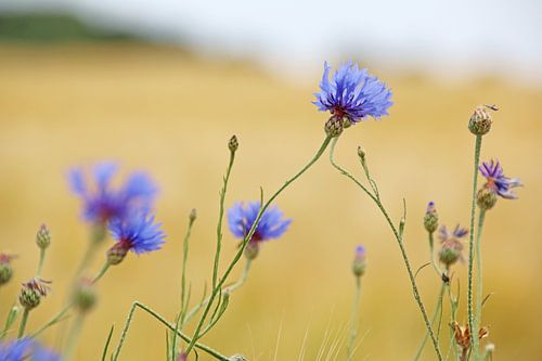Dansende korenbloemen