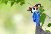 Parelhoen vogel Afrika