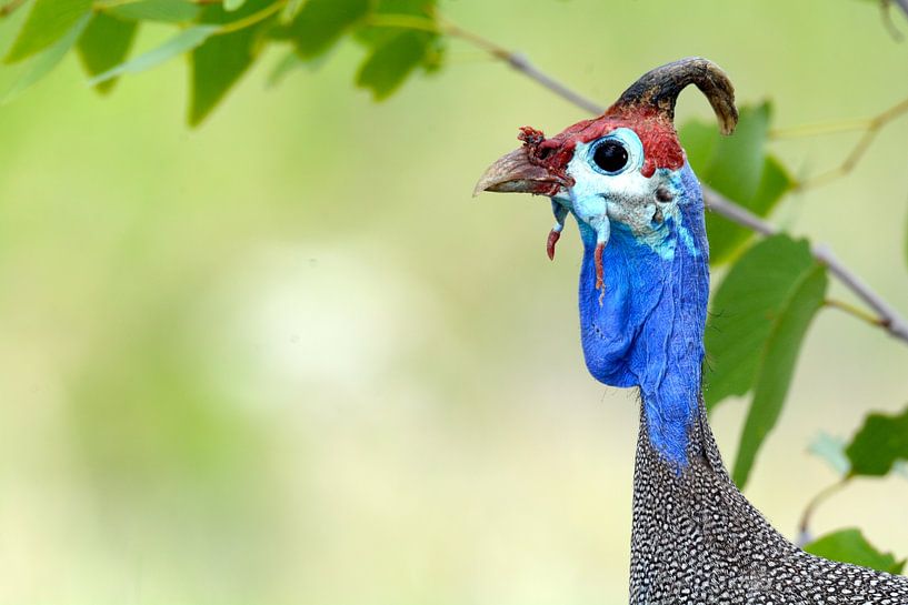 Guinea fowl bird Africa by Florence Schmit