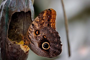 Uil Vlinder die geniet van zijn eten van henry hummel