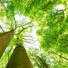 Two tight beech trees by Oliver Henze