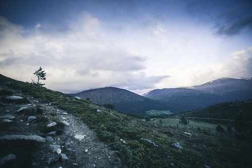 Lonely tree