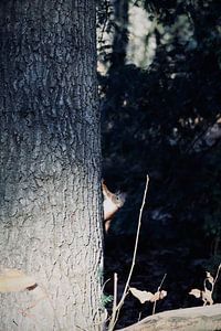 Eichhörnchen hinter einem Baum von sam van Spall