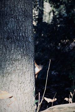 eekhoorn achter een boom van sam van Spall